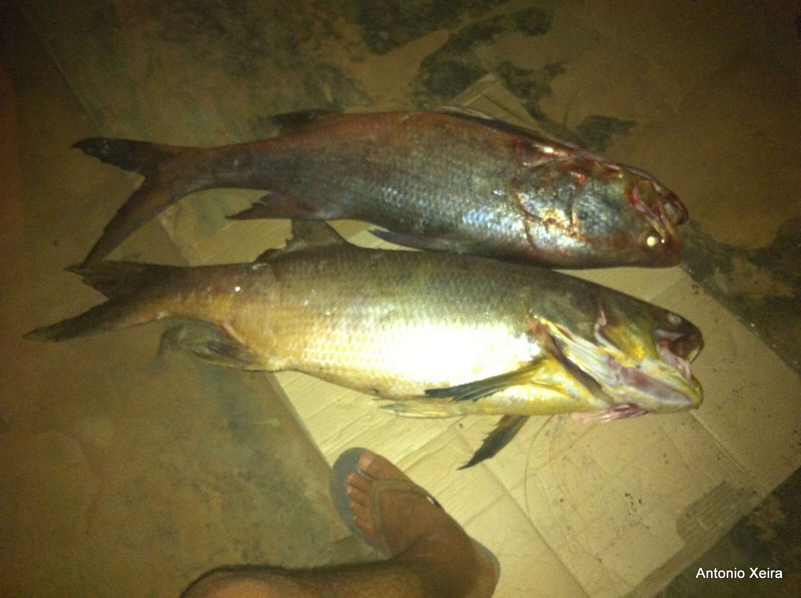 Image of Giant African threadfin