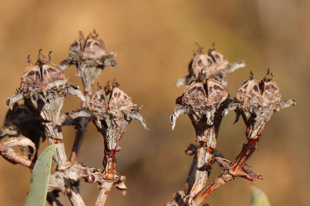 Imagem de Phiambolia longifolia Klak