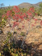 Image of Aloe branddraaiensis Groenew.