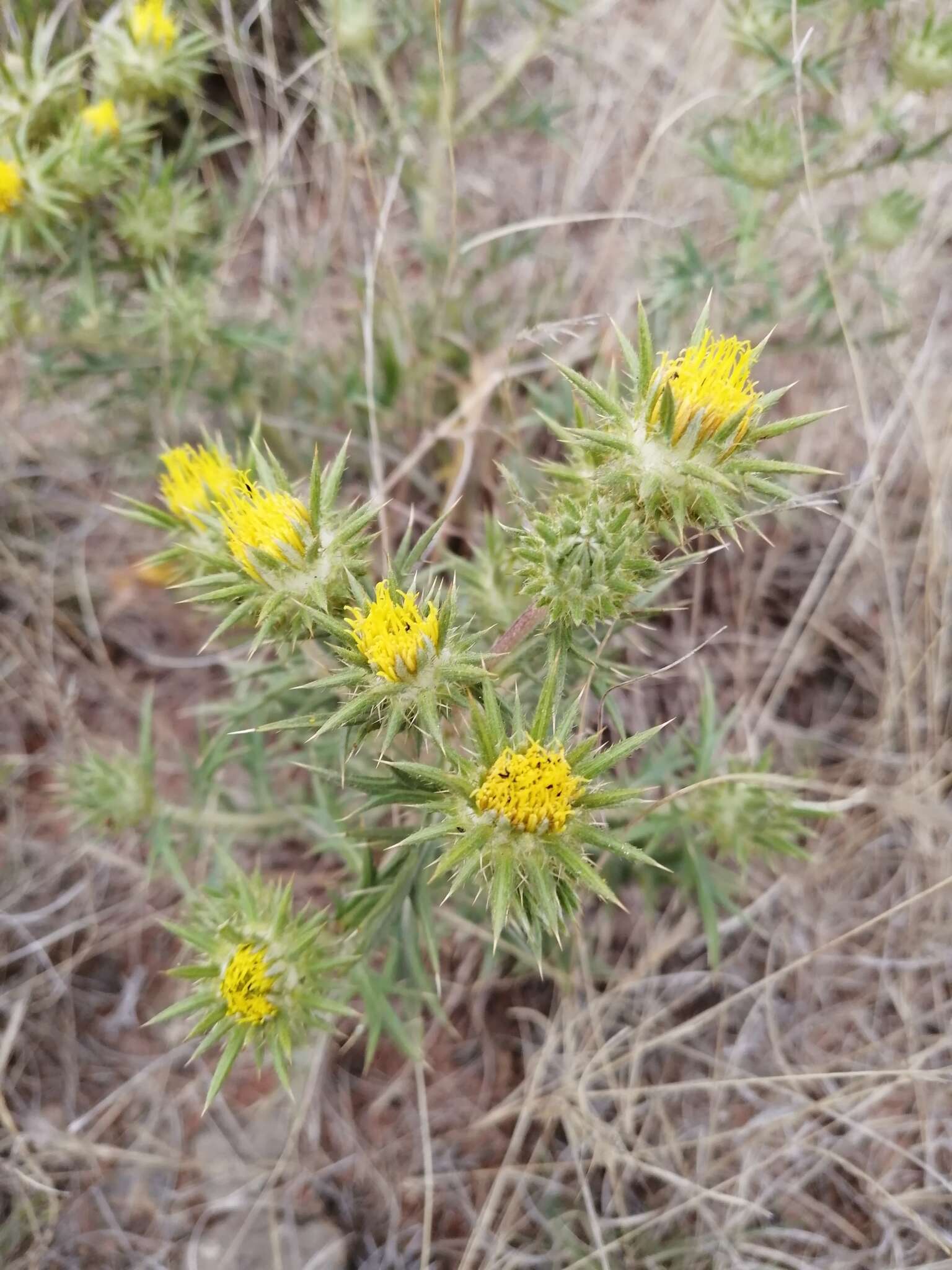 Image of Berkheya pinnatifida (Thunb.) Thell.