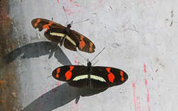 Image de Heliconius telesiphe Doubleday (1847)