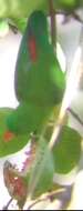 Image of Vernal Hanging Parrot