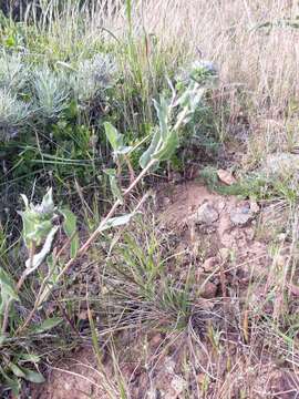 Image of hairy gumweed