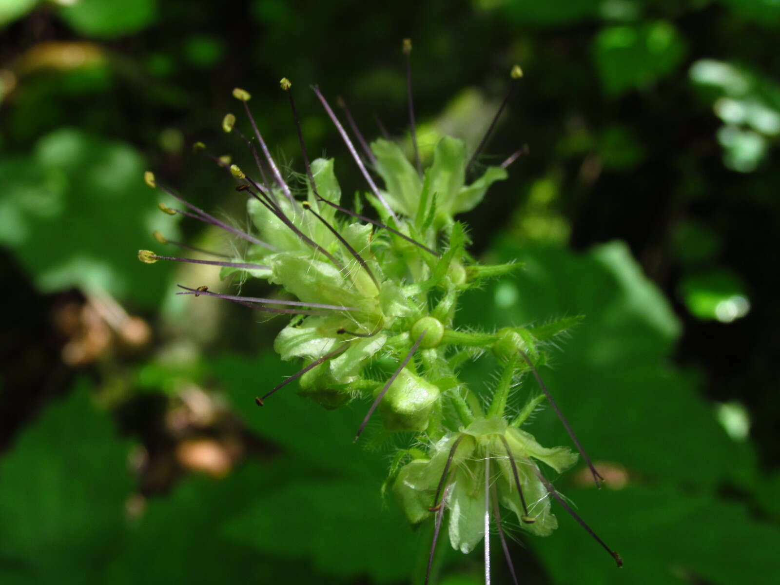 Image de Hydrophyllum tenuipes A. A. Heller