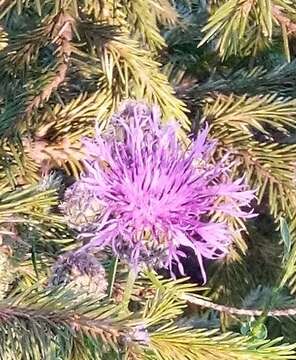 Image of Centaurea scabiosa subsp. scabiosa