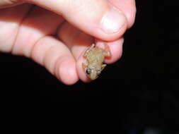 Image of Caretta Robber Frog