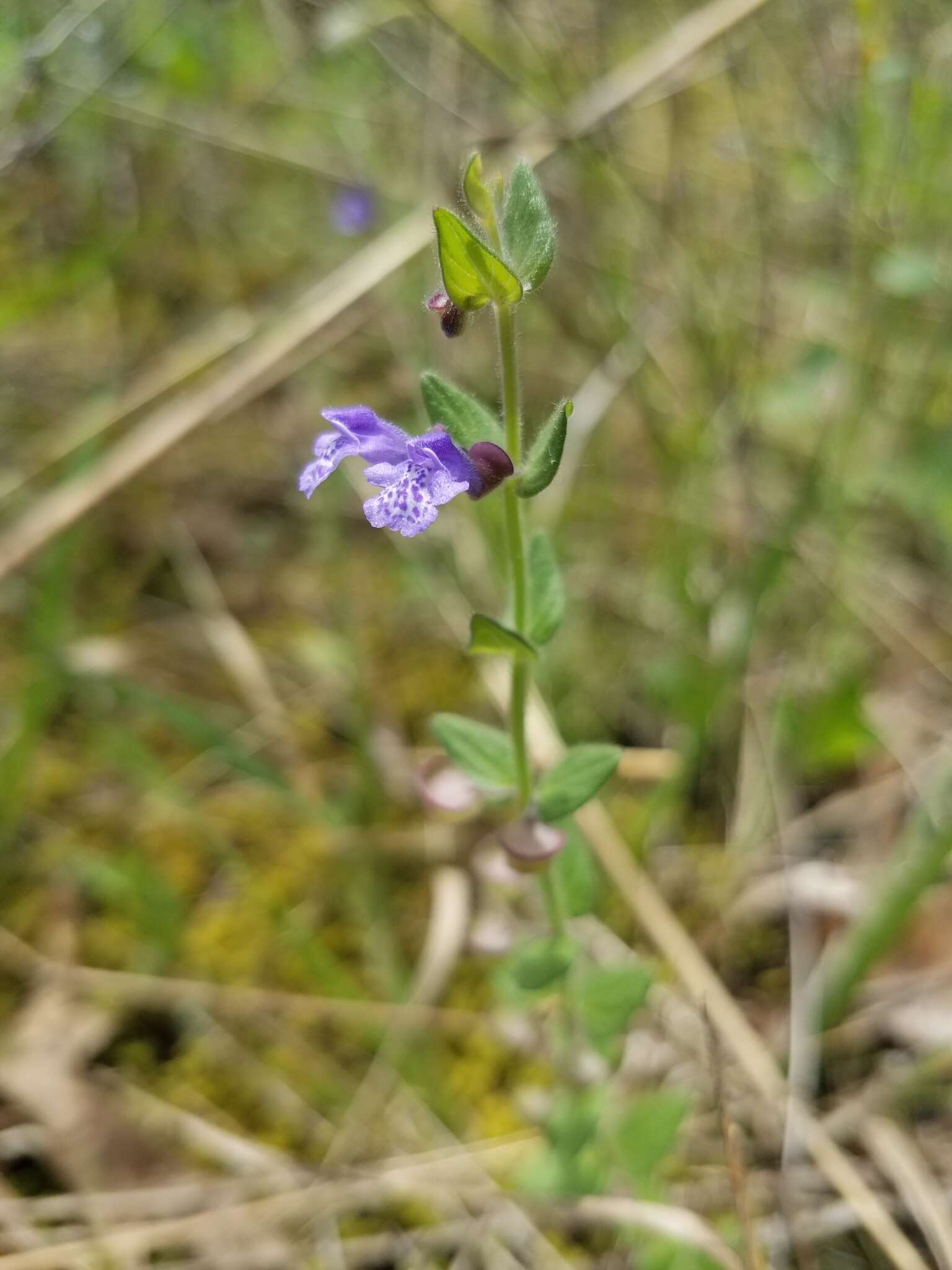 Scutellaria parvula Michx. resmi