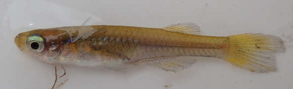 Image of Lacustricola johnstoni