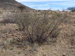 Image de Vachellia nebrownii (Burtt Davy) Seigler & Ebinger