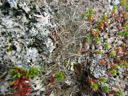 Image of witch's hair lichen