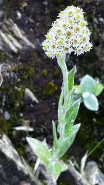 Image de Anaphalis royleana DC.