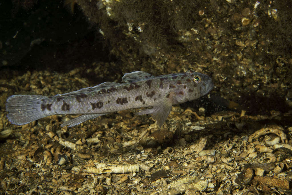 صورة Thorogobius ephippiatus (Lowe 1839)