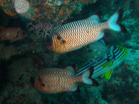 Image of Blackfin Soldierfish