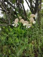 Image of Silene vulgaris subsp. bosniaca (G. Beck) Janchen ex Greuter, Burdet & Long