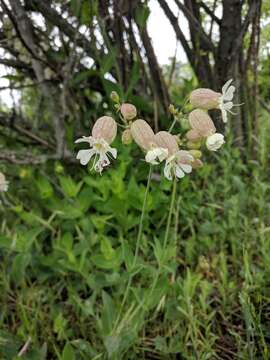 Image of Silene vulgaris subsp. bosniaca (G. Beck) Janchen ex Greuter, Burdet & Long