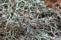 Image of cup lichen