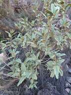 Sivun Malva oblongifolia (Boiss.) Soldano, Banfi & Galasso kuva