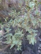 صورة Malva oblongifolia (Boiss.) Soldano, Banfi & Galasso