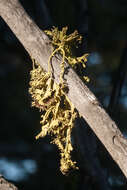 Image of Brown-eyed wolf lichen