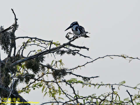 Imagem de Ceryle rudis leucomelanurus Reichenbach 1851