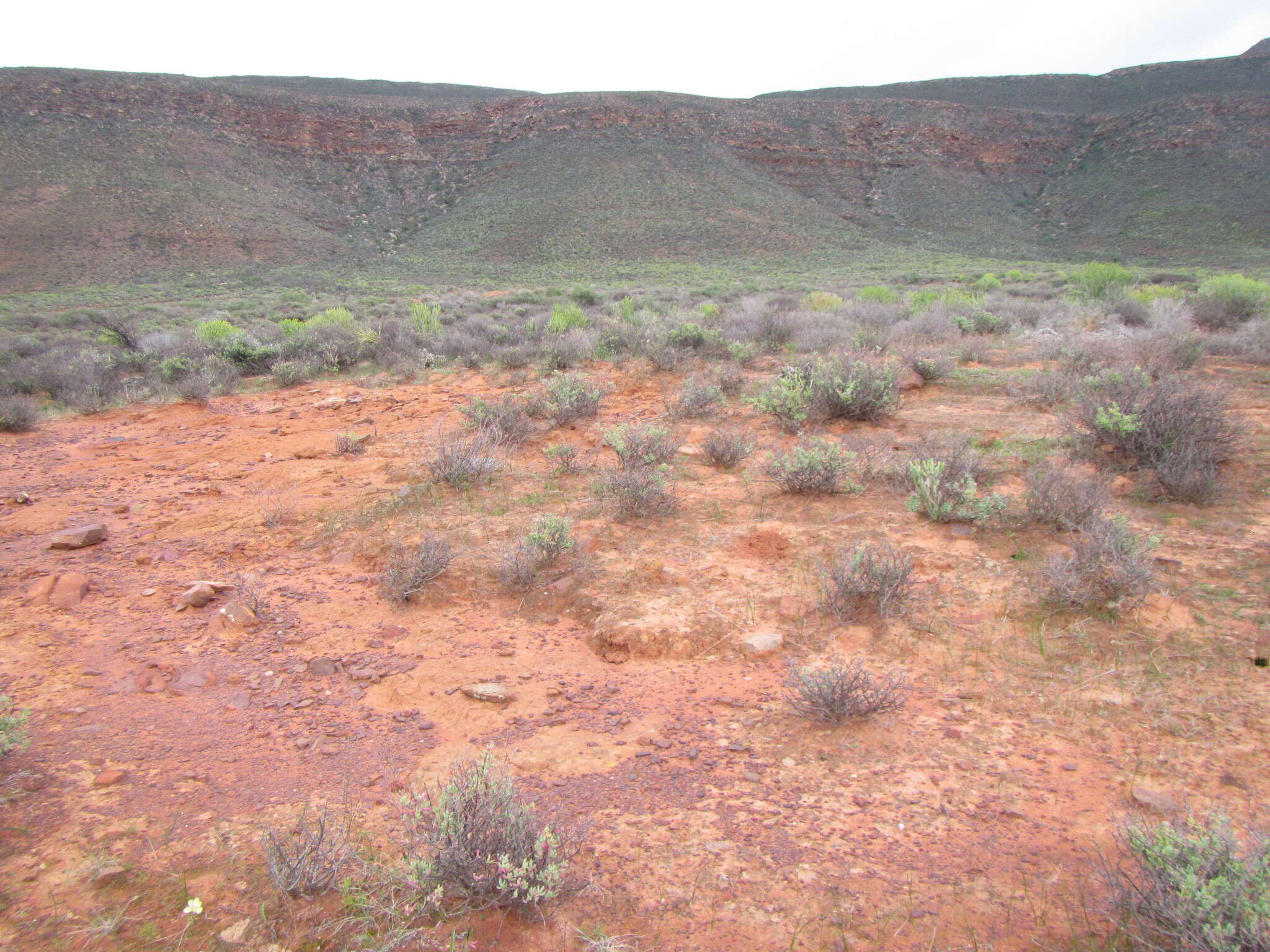 Image of Moraea vallisbelli (Goldblatt) Goldblatt