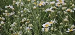 Image of Austrian chamomile