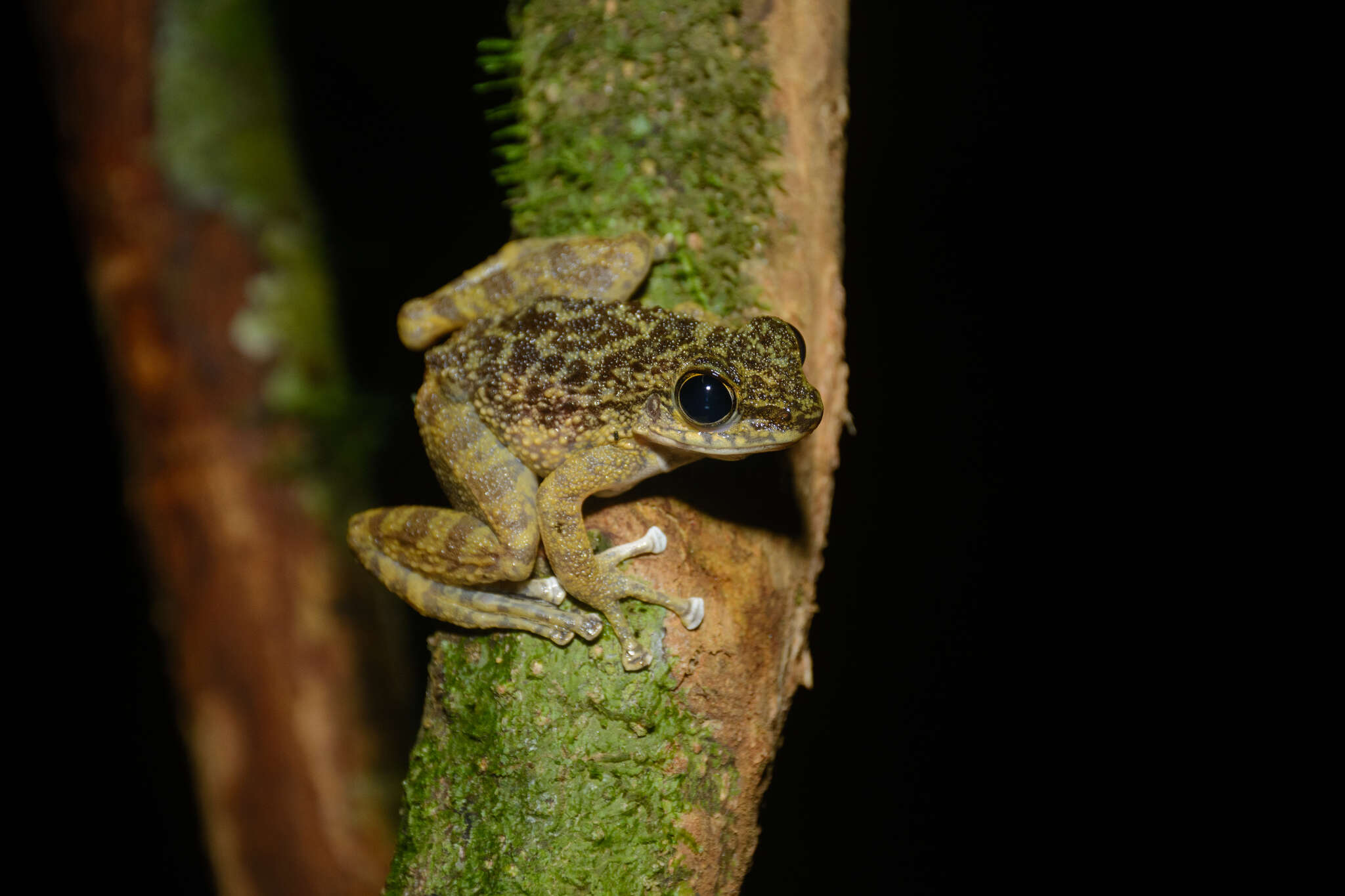 Image de Amolops larutensis (Boulenger 1899)