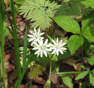 Image of Tennessee starwort