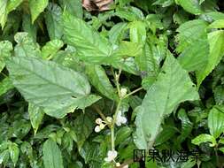 Image of Begonia longifolia Blume