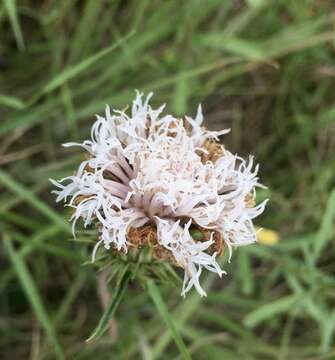 Слика од Lessingianthus sellowii (Less.) H. Rob.