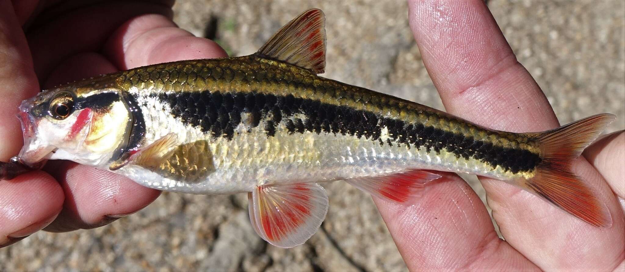 Image of Bleeding Shiner