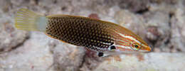 Image of Axil spot wrasse