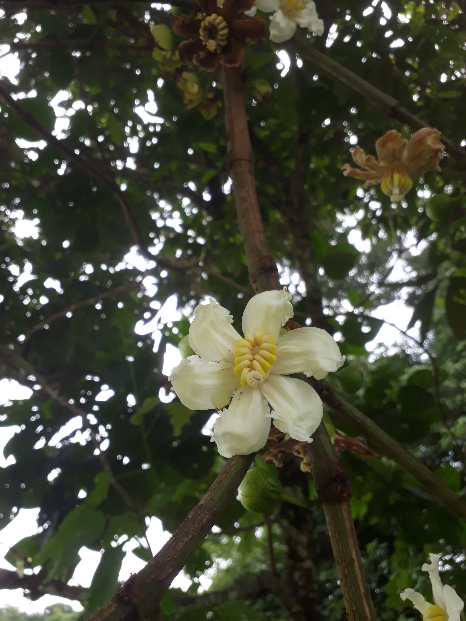 Imagem de Bellucia grossularioides (L.) Triana