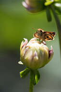 Image of Hylephila fasciolata Blanchard 1852