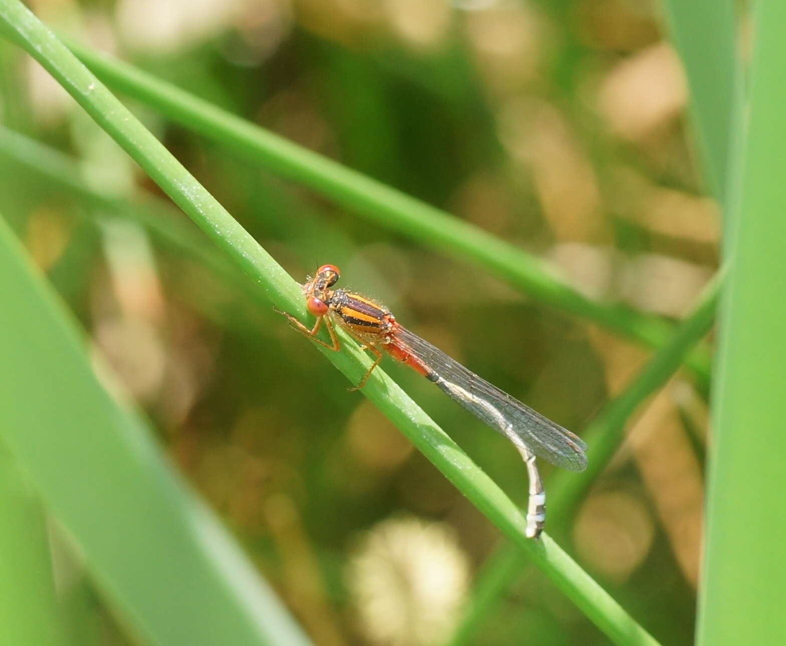 Image of Xanthagrion Selys 1876