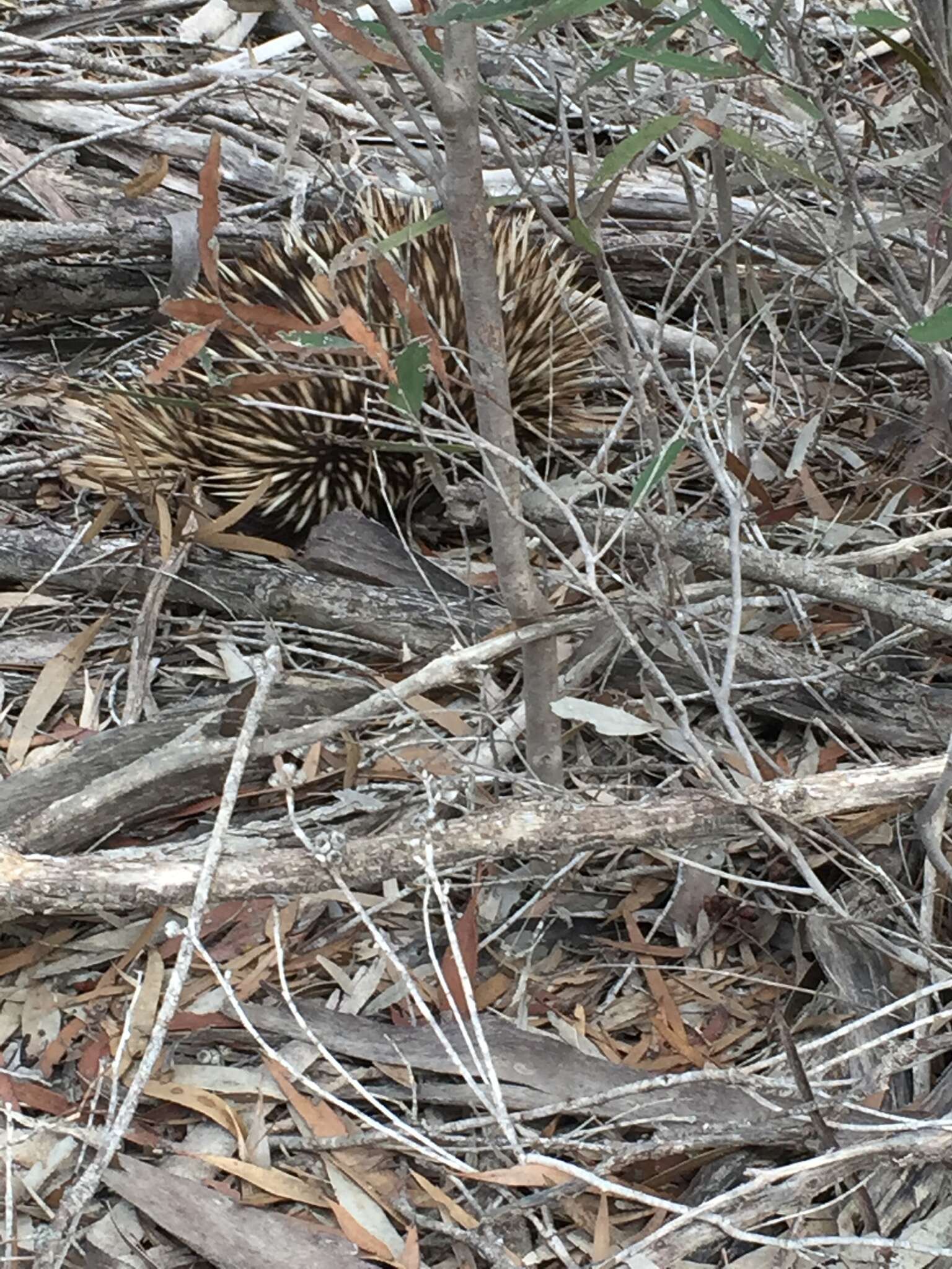 Image of Short-beaked Echidna