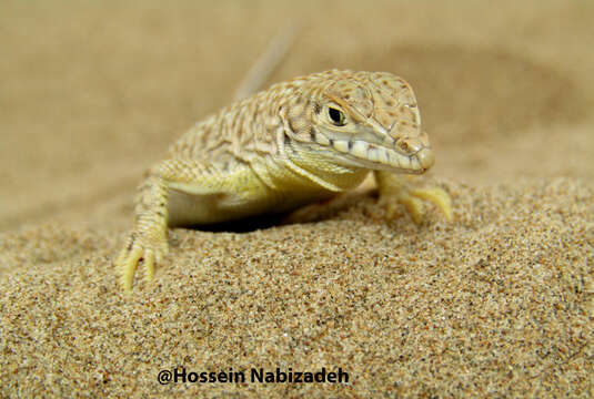 Image of Point-snouted Racerunner