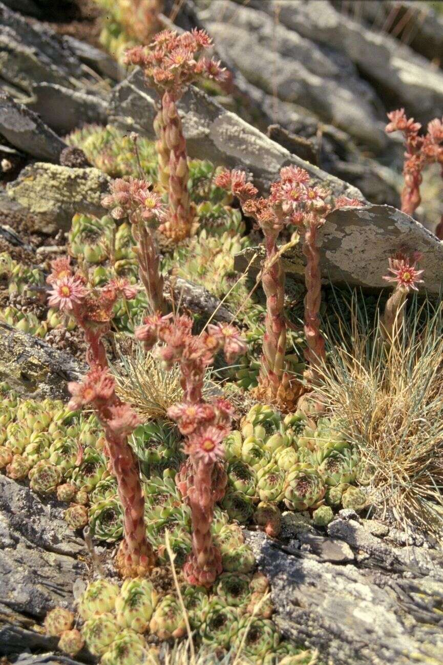 Image of Sempervivum vicentei Pau