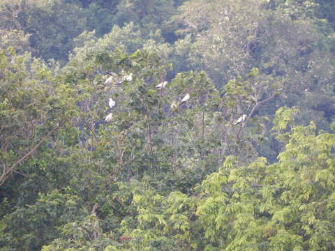 صورة Ducula bicolor (Scopoli 1786)