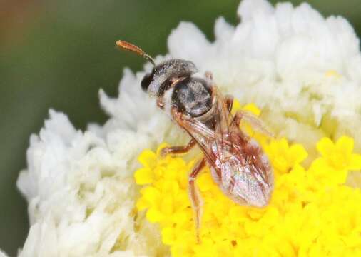 Image of Lasioglossum albopilosum Walker 1995