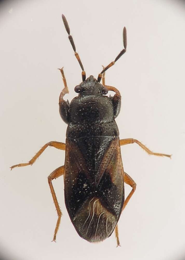 Image of Megalonotus (Megalonotus) praetextatus (Herrich-Schaeffer & G. H. W. 1850)