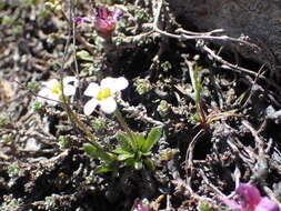 Plancia ëd Saxifraga androsacea L.