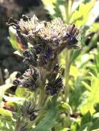 Image de Phacelia lyallii (A. Gray) Rydb.