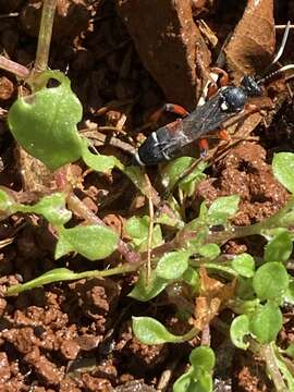 Ichneumon promissorius Erichson 1842的圖片