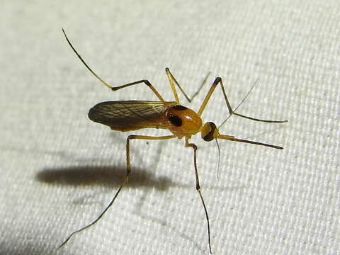 Imagem de Aedes bimaculatus (Coquillett 1902)