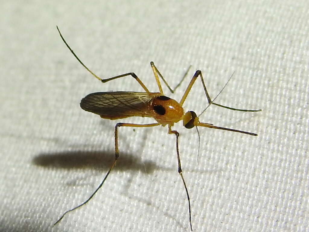 Image of Aedes bimaculatus (Coquillett 1902)