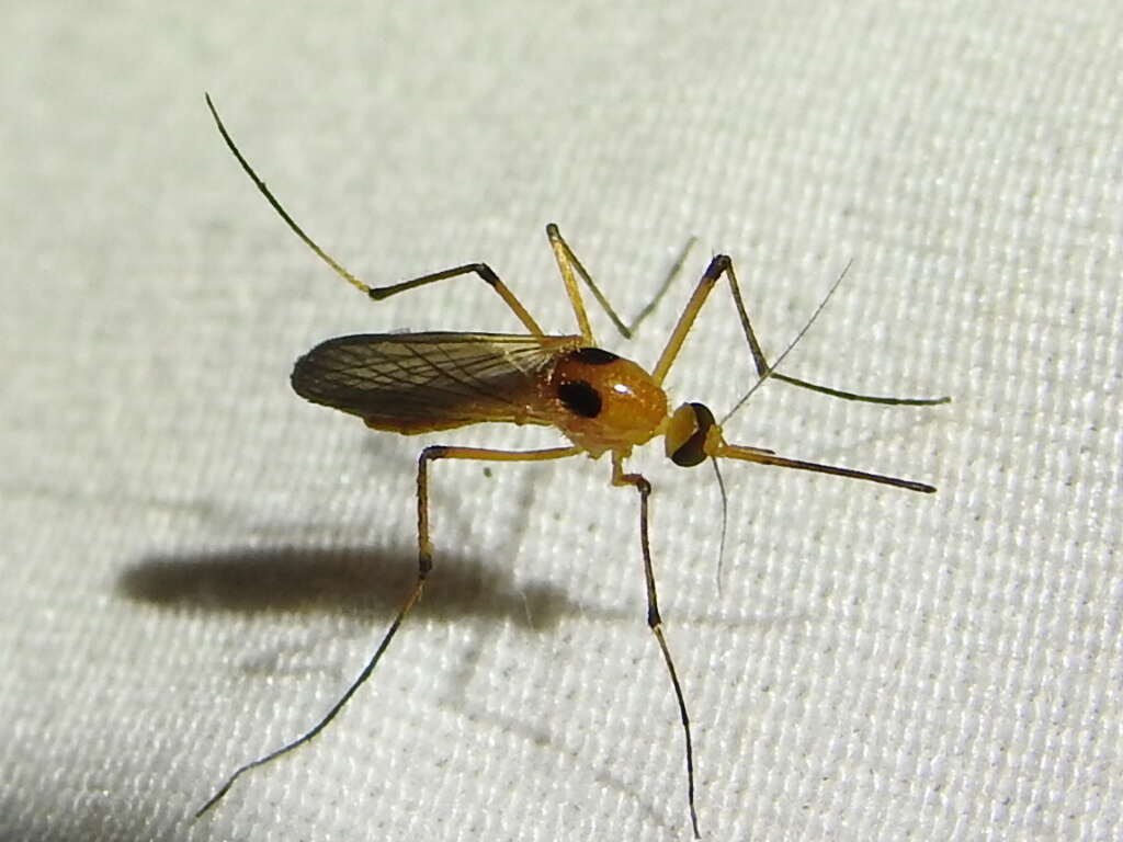 Imagem de Aedes bimaculatus (Coquillett 1902)