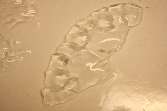 Image of Cuninidae