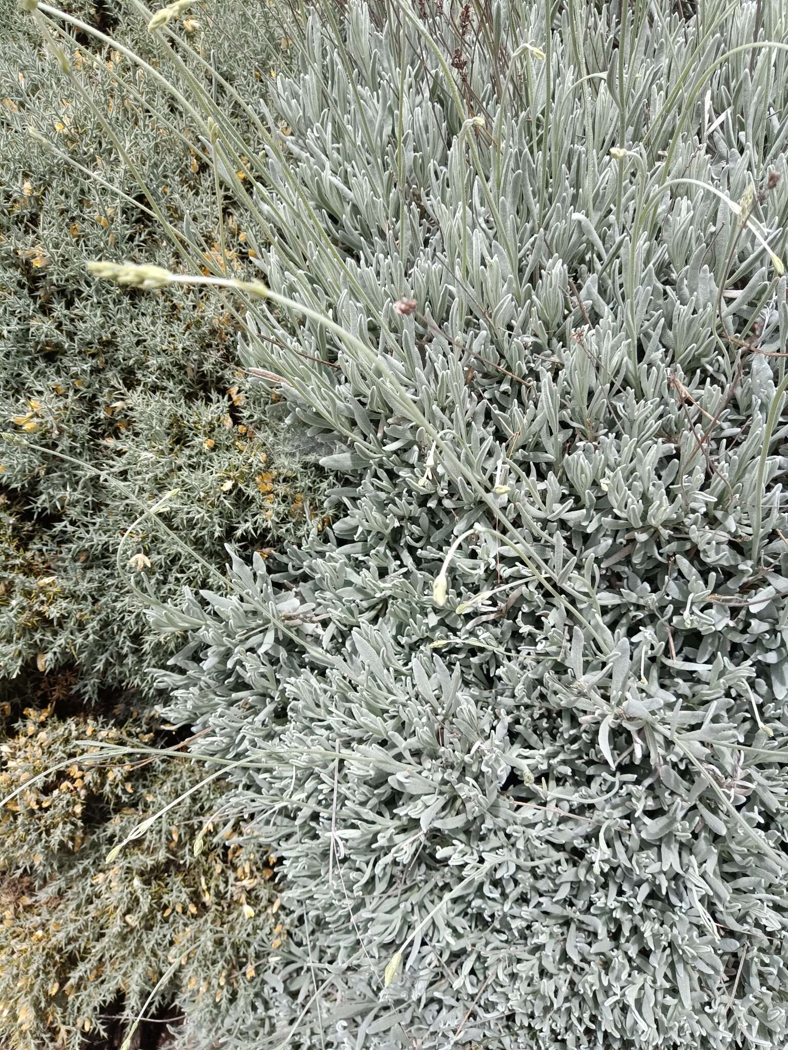 Image of Lavandula lanata Boiss.