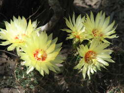 Image of <i>Hamatocactus setispinus</i>